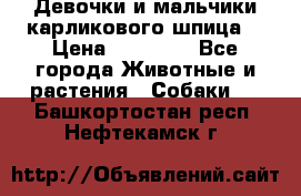 Девочки и мальчики карликового шпица  › Цена ­ 20 000 - Все города Животные и растения » Собаки   . Башкортостан респ.,Нефтекамск г.